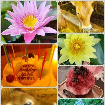 9月生まれ の投稿画像一覧 Greensnap グリーンスナップ