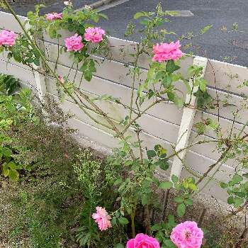 ポールネイロンの投稿画像一覧 Greensnap グリーンスナップ