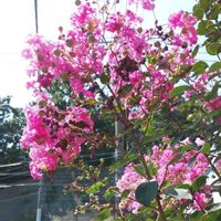 サルスベリの画像