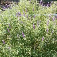 アメジストセージの画像