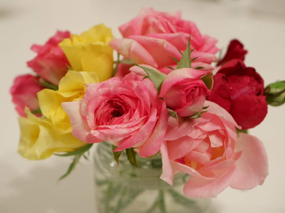 ジュビリー セレブレーションの投稿画像 By Kiriさん オデュッセイアとマルクシャガールと薔薇フリージアとバラ初心者とばら バラ 薔薇と癒しとバラのある暮らしと季節を感じる暮らしと元気が出るとガーデニング初心者とガーデニングとバラが好きと花のある暮らしと