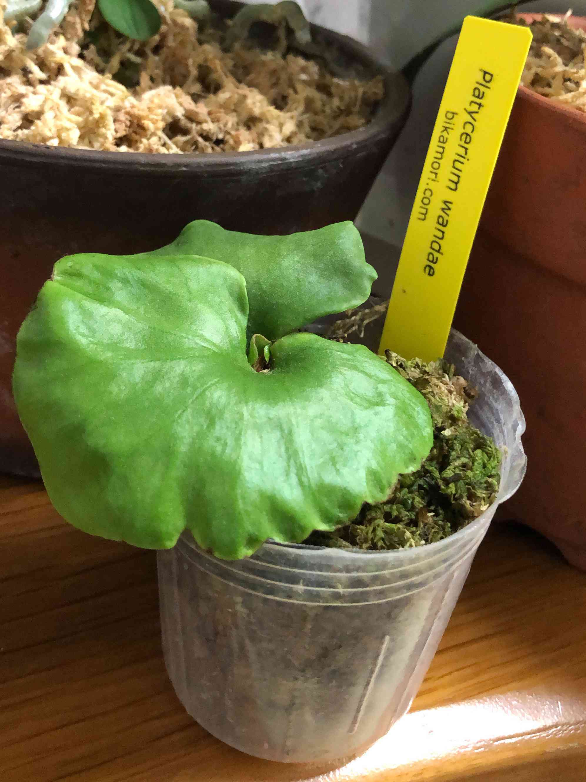 ビカクシダ ベイチーxワンダエ