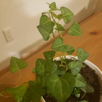 ヘデラ ヘリックス スイートハートの投稿画像一覧 Greensnap グリーンスナップ