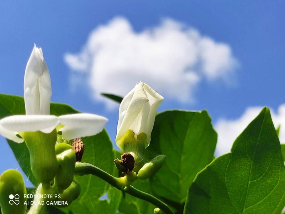 和歌山県田辺市の花畑 白ナタ豆をメジャーに Greensnap グリーンスナップ