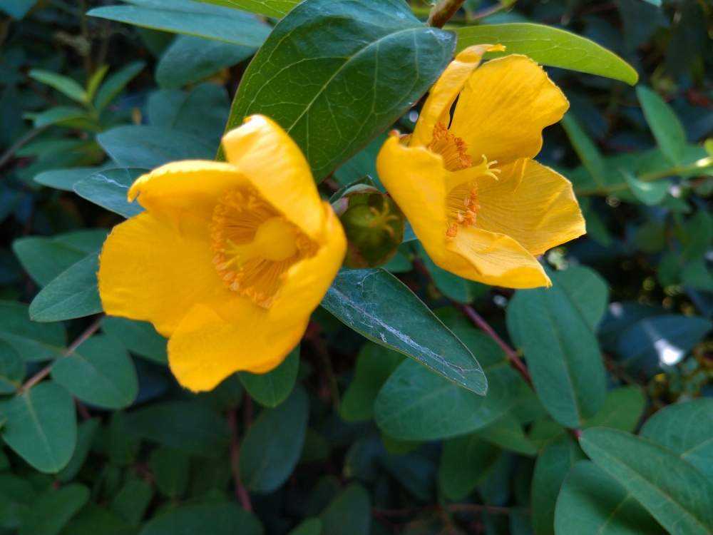 ヒペリカムヒデコート オトギリソウ キンシバイ Greensnap グリーンスナップ