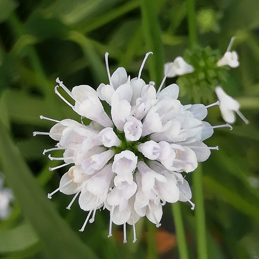 サクシセラ フロステッドパールズの投稿画像 By リリーさん さいたま新都心とムービックス埼玉と癒やされると優しい花と初めての花 と爽やかと花 のある暮らしと白い花 月9月6日 Greensnap グリーンスナップ