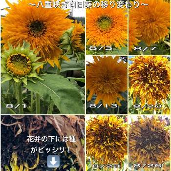 八重ひまわりの投稿画像一覧 Greensnap グリーンスナップ
