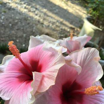 ハイビスカス グレイス3の投稿画像一覧 Greensnap グリーンスナップ