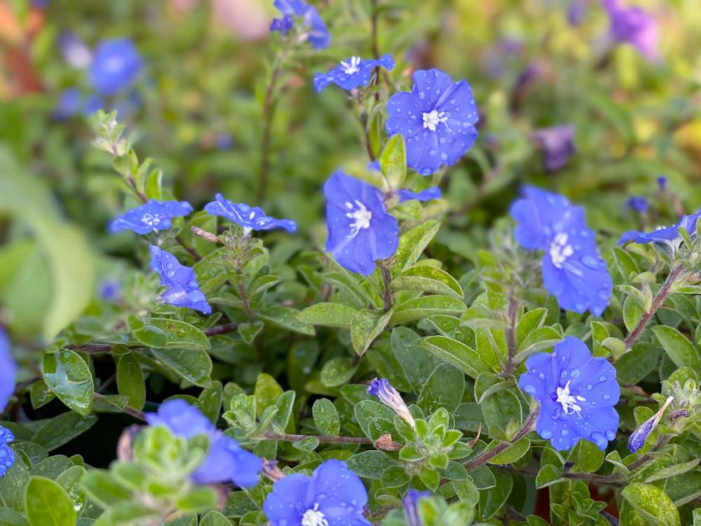 アメリカンブルーの投稿画像 By Chico さん 夏の花と青い花と花のある暮らしと花に癒される日々 月9月6日 Greensnap グリーンスナップ
