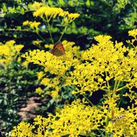 オミナエシ,❁⃘野花,お出かけ先の画像