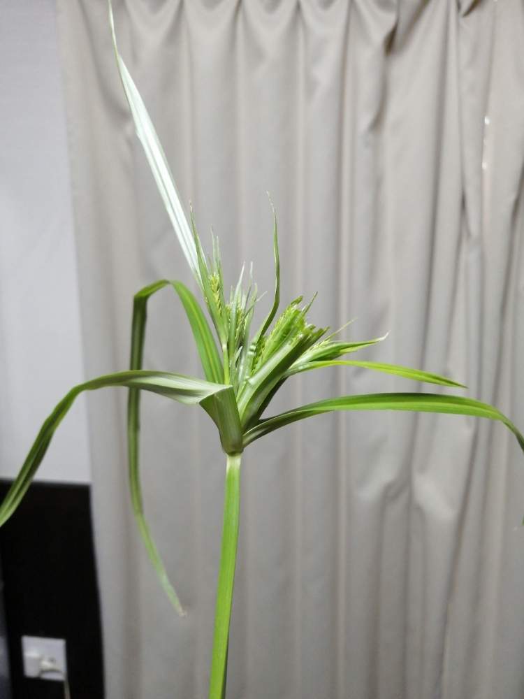 しょうまのはたけさんの投稿画像 月9月6日 Greensnap グリーンスナップ