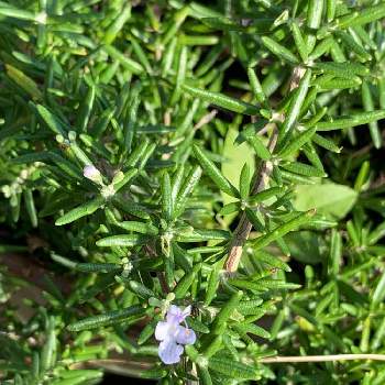 ローズマリー,ネコ好き,花のある暮らし,植中毒,キュンキュン乙女倶楽部の画像