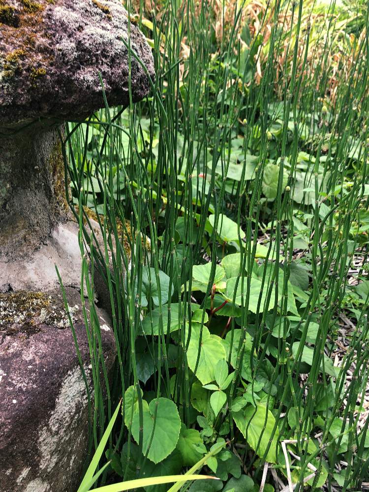 トクサの投稿画像 By もふもふさん 植物のある暮らしと草花大好きとにわとおうち園芸とトクサ科と観葉植物と観葉植物のある暮らし 月9月6日 Greensnap グリーンスナップ