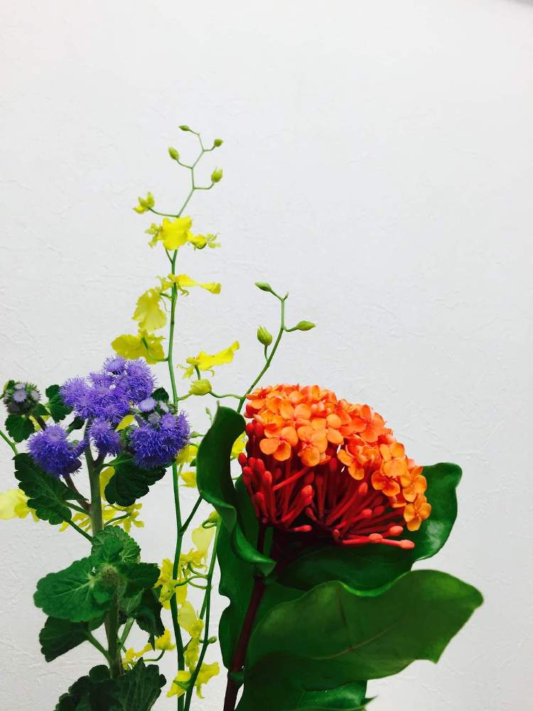 アゲラタムの投稿画像 By 白花葉さん オンシジウムとサンタンカとフラワーショップとマルシェと切り花を楽しむとお家で楽しもう と花のある暮らしと配達花 月9月6日 Greensnap グリーンスナップ