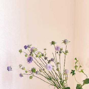 サクシサ プラテンシスの画像 by kyorochanさん | 小さな庭とサクシサ プラテンシスとおうちを彩る花