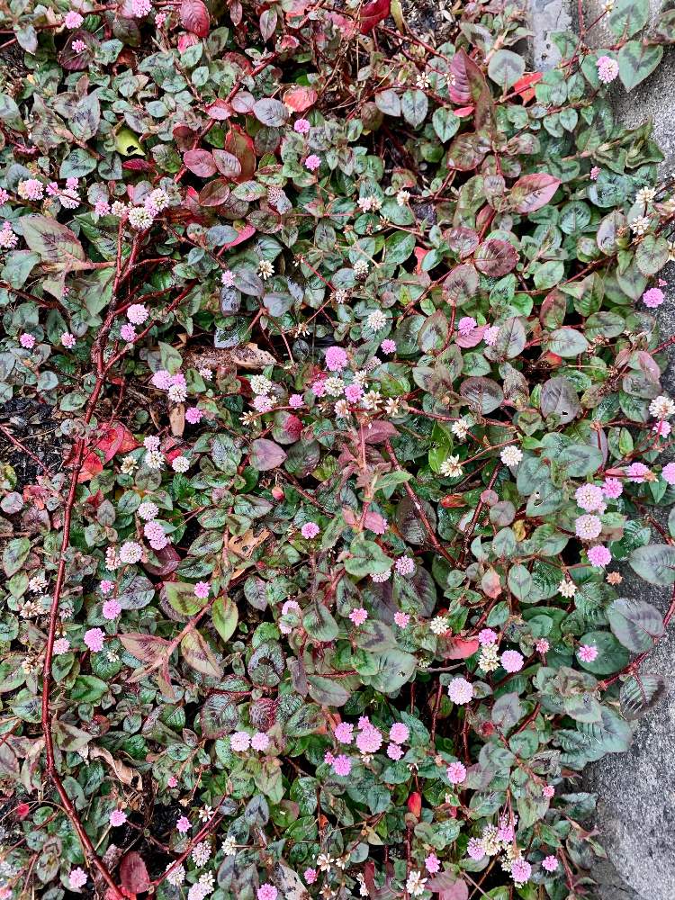 ヒメツルソバの投稿画像 By 葉光さん 学名 Persicaria Capitata 和名 ヒメツルソバ そのヒメツルソバ ポリゴナム タデ科 イヌタデ属 ペルシカリア属 と外来種としても問題に と園芸由来からの半野生化 とグランドカバーにも利用可能と花壇に利用と草花園芸と