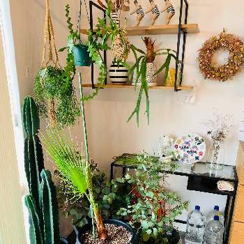 無事を祈るの投稿画像一覧 Greensnap グリーンスナップ