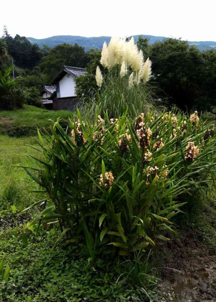 ヤマボウシさんの里山ガーデン（大花壇）への投稿