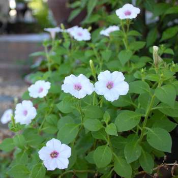 スーパーチュニア ビスタ Proven Winners Pw ガーデニング 園芸 花苗 低木 多肉植物 花 植物