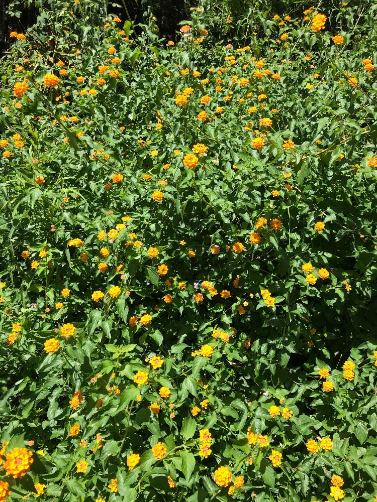 ほーみーさんの投稿画像 月9月6日 Greensnap グリーンスナップ