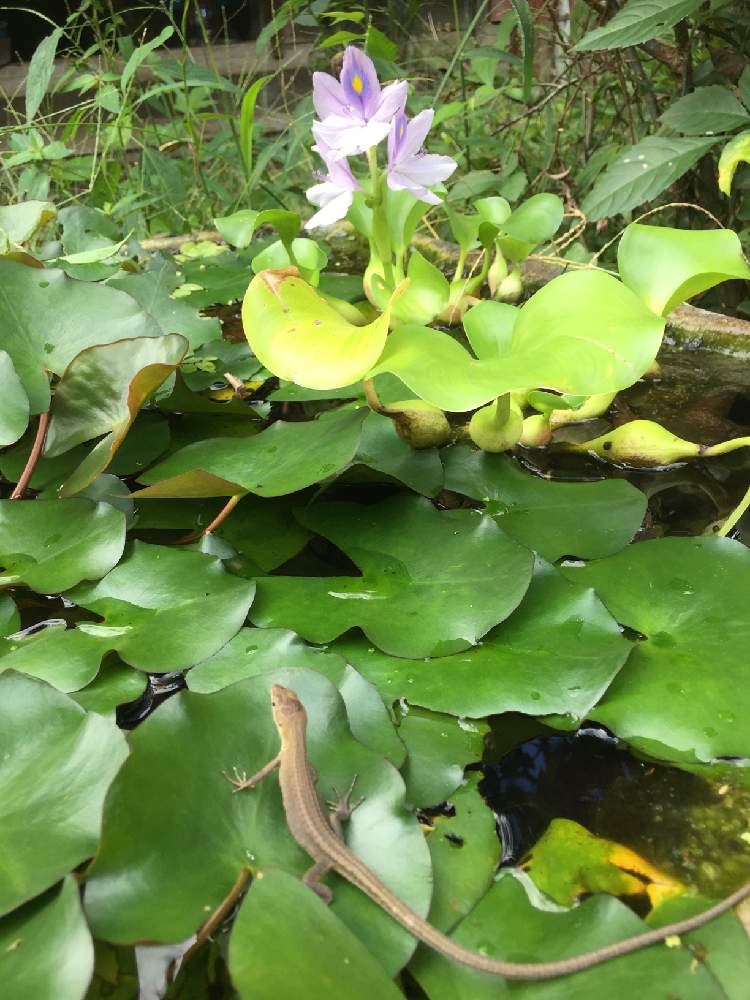 ホテイアオイの花の投稿画像 By ミドリちゃんさん スイレンと暑い と新型コロナウィルスに負けるなと頑張れ私 とおうち園芸と自宅 月9月6日 Greensnap グリーンスナップ