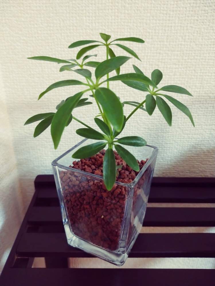 シェフレラの投稿画像 By E さん ハイドロカルチャーと観葉植物と成長記録 月9月6日 Greensnap グリーンスナップ