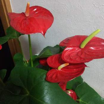 アンスリウムアンドレアナムの投稿画像一覧 Greensnap グリーンスナップ