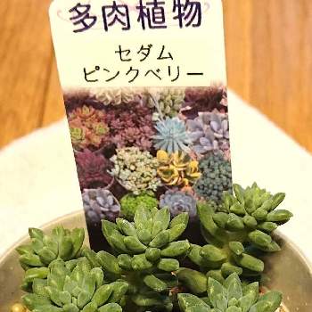 セダム ピンクベリーの投稿画像一覧 Greensnap グリーンスナップ