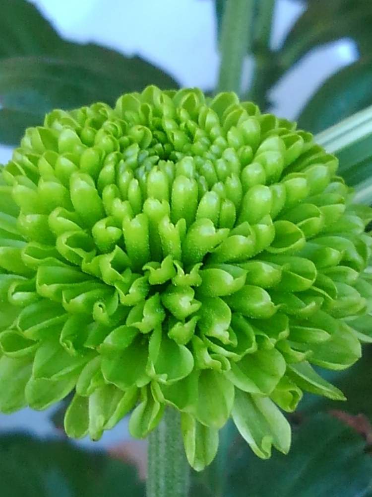 きく 菊の投稿画像 By びぃびさん 緑の菊の花言葉とやり直し 静止 月9月6日 Greensnap グリーンスナップ