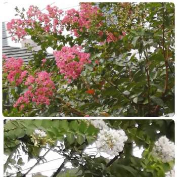 白いサルスベリの画像 by かえさん | 小さな庭と庭木・花木とHTCとおうち園芸とサルスベリの木と白いサルスベリ