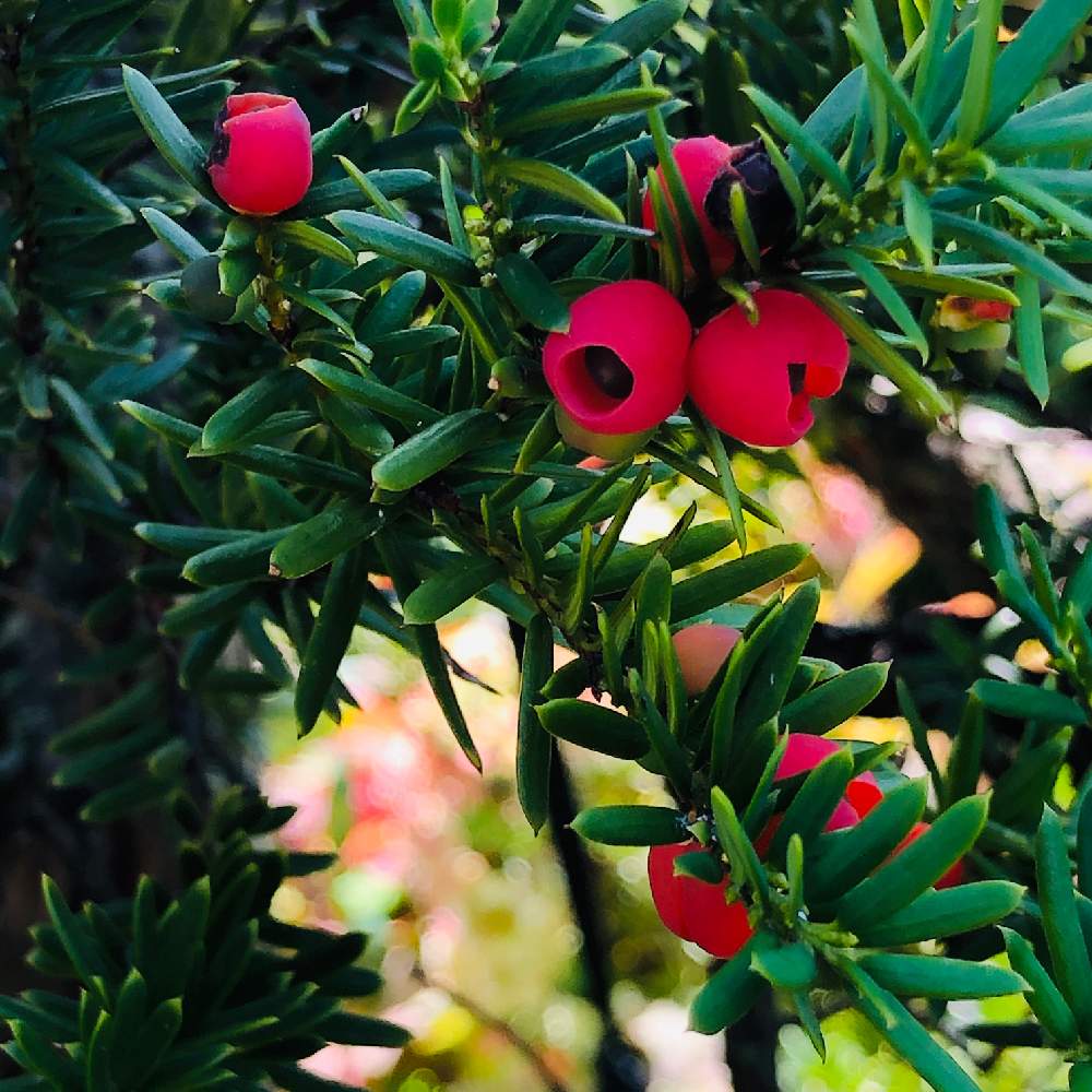 イチイの実の投稿画像 By ピオニーさん イチイ 常緑針葉樹 と木がある暮らしとおうち園芸と実のなる木と赤い実 月9月6日 Greensnap グリーンスナップ
