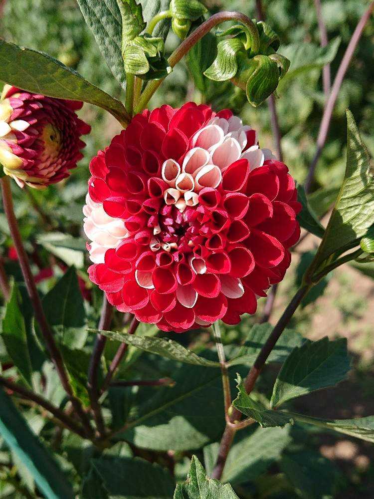 にこにこダリアがいっぱい 9 10 Greensnap グリーンスナップ