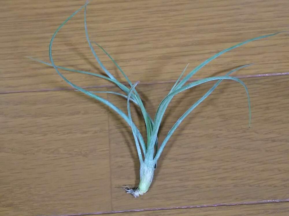 チランジア ムーンライトの投稿画像 By Pikocoさん エアープランツ とおうち園芸と偶然の出会いとダイソー産とエアープランツ チランジア 月9月6日 Greensnap グリーンスナップ