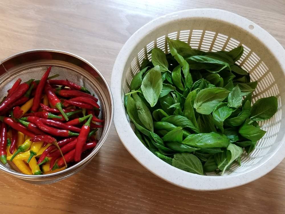 バルコニー ベランダの投稿画像 By ゅきち さん たかのつめとおうちde菜園と黄金唐辛子とおうち園芸と赤唐辛子とバジル ハーブとたかのつめとおうちde菜園と黄金唐辛子とおうち園芸と赤唐辛子とバジル ハーブ 月9月6日 Greensnap グリーンスナップ