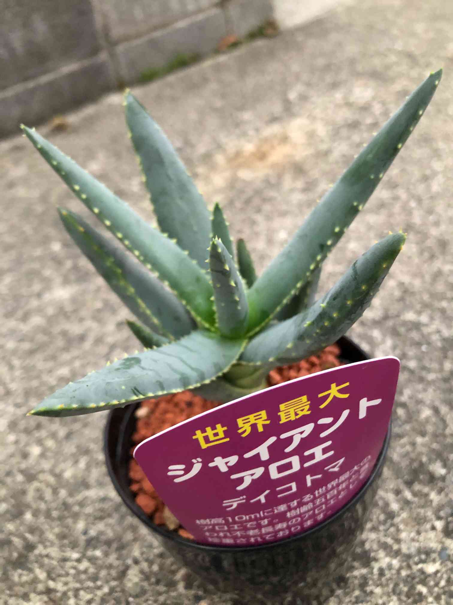 ①特大アロエ・ディコトマ Aloidendron dichotomuma アロエ ディコトマ ダブルヘッド | 希少植物