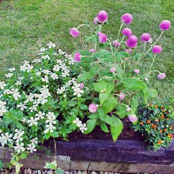 おうちで楽しむ夏の草花フォトコンの投稿画像一覧 Greensnap グリーンスナップ