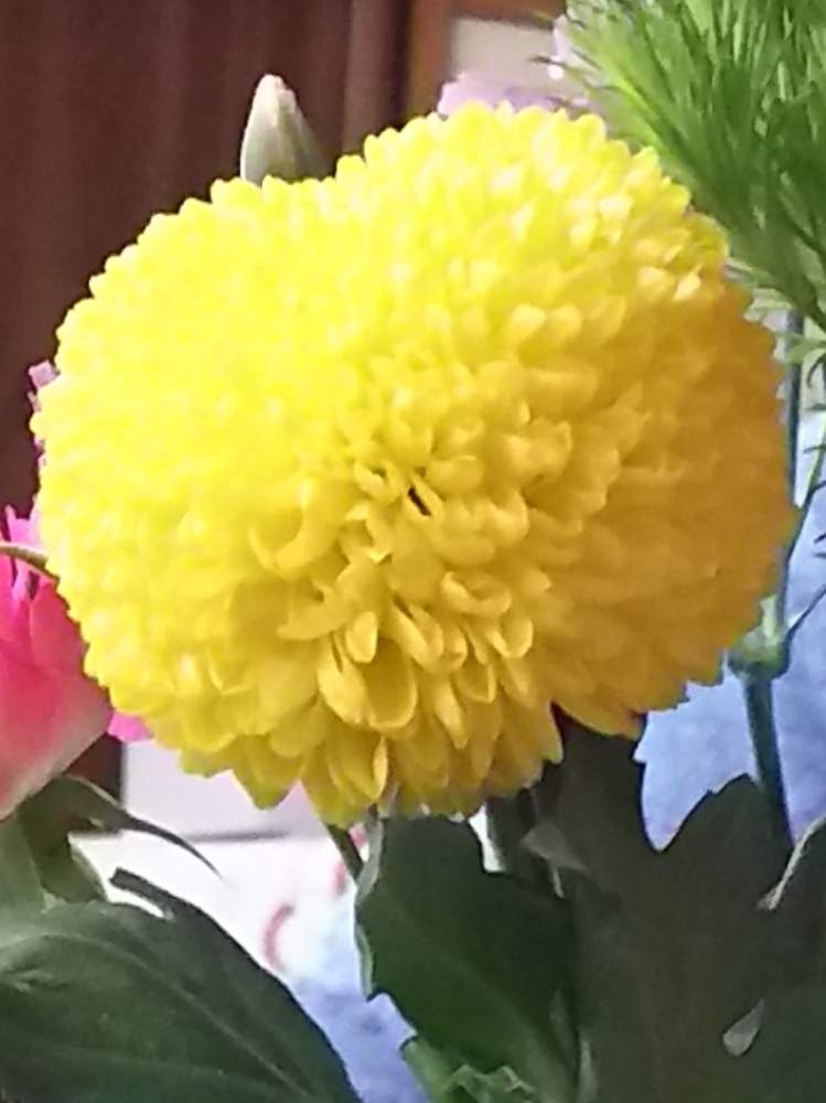 ピンポンマム ピンポン菊の投稿画像 By シマちゃんさん 月9月7日 Greensnap グリーンスナップ