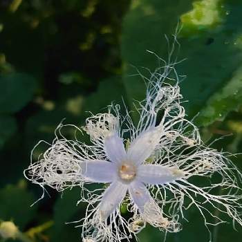 カラスウリのお花の画像 by ふささん | 白い花とカラスウリのお花と夜だけ咲く花