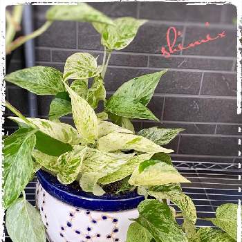 ポトス 成長記録の投稿画像一覧 Greensnap グリーンスナップ