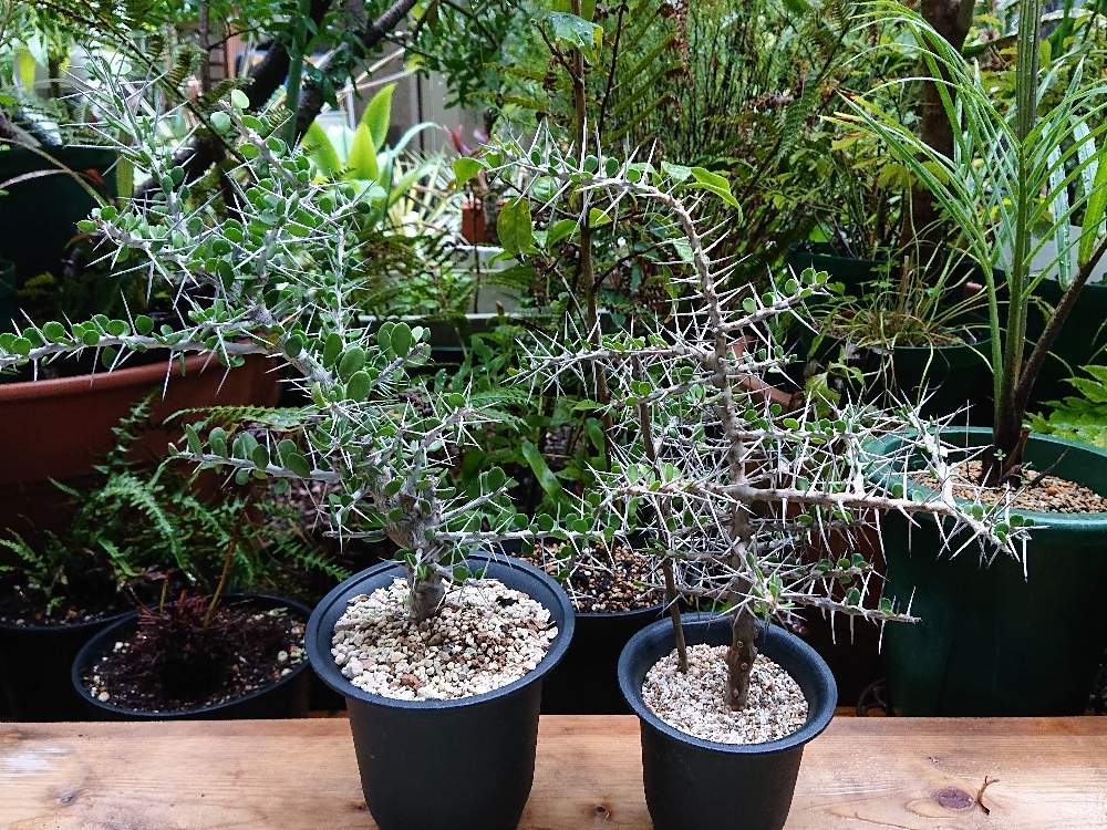 アローディア コモサの投稿画像 By Botanicallifeさん 珍奇植物とビザールプランツとアローディア属 月9月7日 Greensnap グリーンスナップ