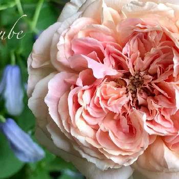 バラ　オーブの画像 by nyacoさん | ロサ　オリエンティスと私のローズガーデンinベランダ♬とバラと宿根草とありがとう♡と庭の花ときらまる印とベランダガーデニングとバラのある暮らしとベランダガーデンとクレマチス☆ヘンダーソニーとおうちを彩る花とバラと夢CLUBとバラ　オーブとロサオリの薔薇とバラが好きとGSでバラ園と薔薇♪とばら 薔薇 バラとバラ・ミニバラとベランダでバラを♬