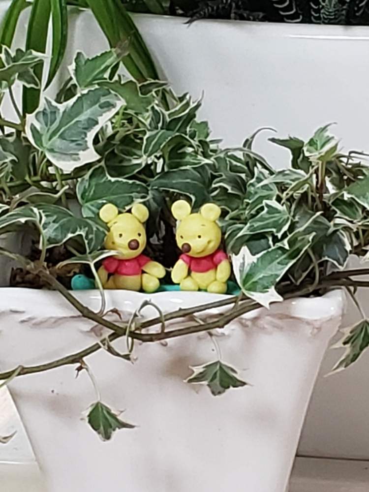 観葉植物の投稿画像 By みぃちゃんさん チーム岐阜と樹脂粘土とおうち園芸と鉢植え 月9月7日 Greensnap グリーンスナップ