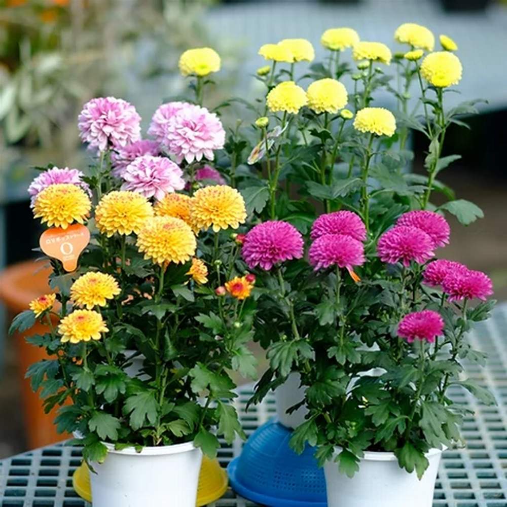 ピンポンマムの投稿画像 By 朱莉さん 黄色い花とピンクの花と花のある暮らしと今日のお花とお出かけ先と黄色い花とピンクの花と花のある暮らしと今日のお花 月9月7日 Greensnap グリーンスナップ Greensnap グリーンスナップ