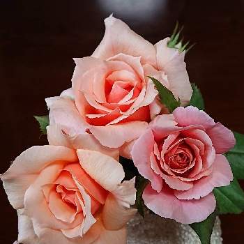 アプリコット キャンディの画像 by ちーちゃんさん | ディスタント・ドラムスとアプリコット キャンディと花のある暮らしと花が好きと薔薇が好き❤️