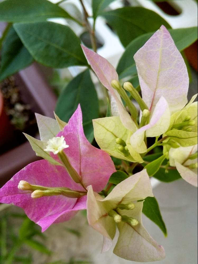 ブーゲンビリアの投稿画像 By チガママさん 台風で避難と家の中とおうち園芸と色づきとありがとうとブーゲンビリアのお花ときれいな色 月9月7日 Greensnap グリーンスナップ