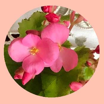 多品種の画像 by ichiさん | 窓辺と名前を教えて！とシュウカイドウ科と多品種とおうち園芸とピンクのお花と花のある暮らし