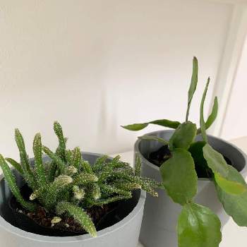 リプサリスホリダの投稿画像一覧 Greensnap グリーンスナップ