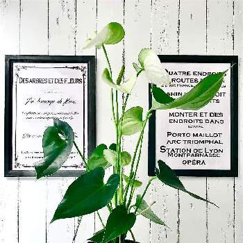 アンスリウム  白の画像 by shi815さん | 階段/廊下とアンスリウムと観葉植物と観葉植物がスキとアンスリウム  白と花も好き