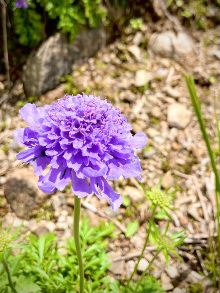 タカネマツムシソウの投稿画像 By Linmokuさん 山野草と紫の花とハイキング 登山と初夏の花たちとお出かけ先と山野草と紫の花とハイキング 登山と 初夏の花たち 月9月7日 Greensnap グリーンスナップ Greensnap グリーンスナップ