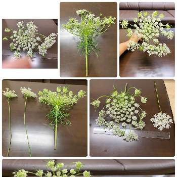 ノラニンジンの画像 by 空色さん | お出かけ先と植物初心者とノラニンジンとお花に癒されてと北海道と大きい